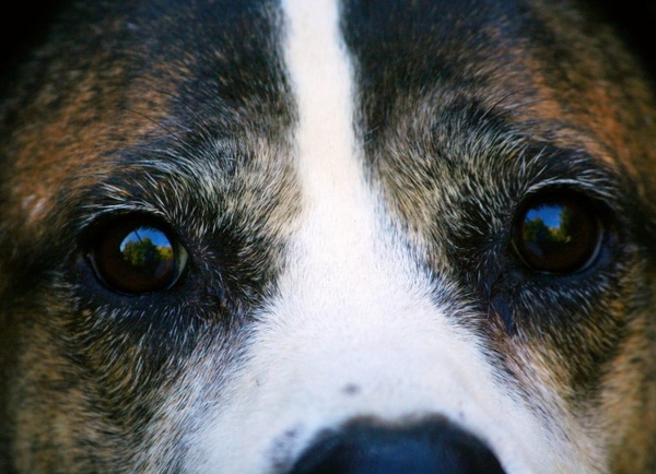 dog face canine eyes