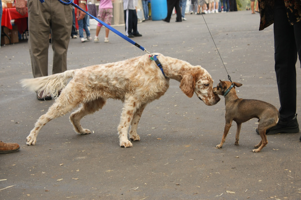 dog meets dog