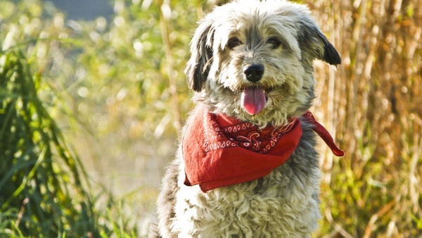 dog scarf animal