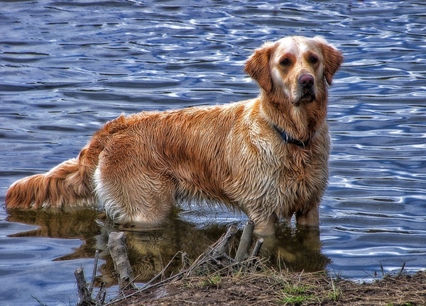 dog water golden