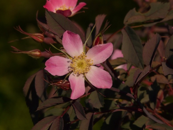 dog-rose hagros or wild rose pink
