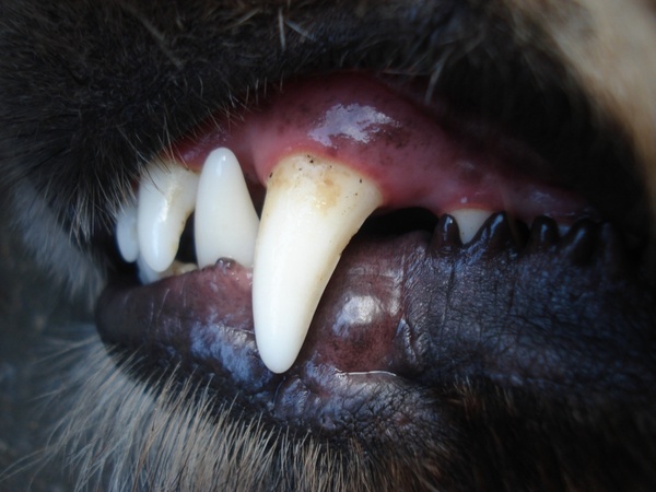 dogs baring tooth