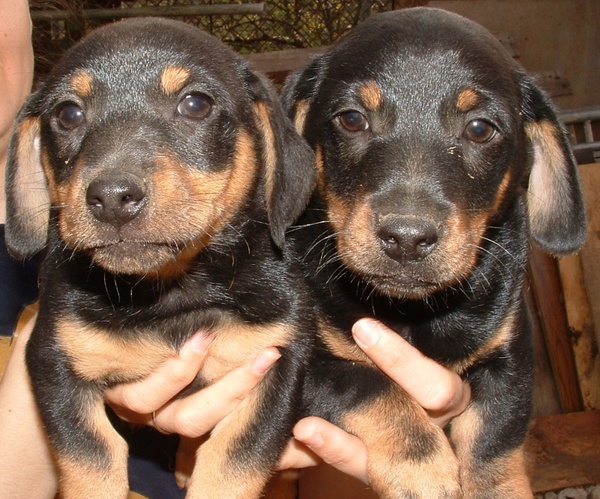 dogs dachshund puppy