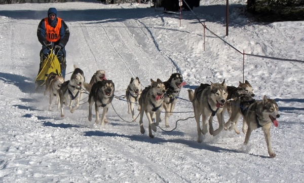 dogs race musher
