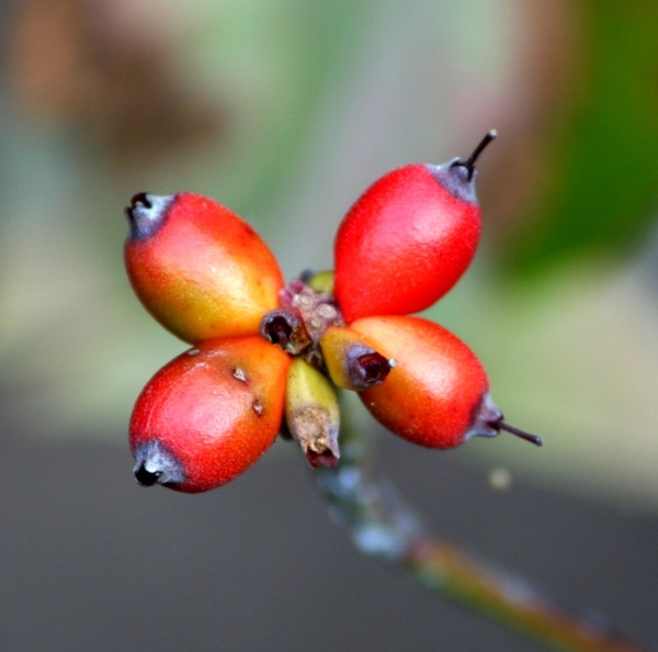 dogwood berries red seeds autumn berry