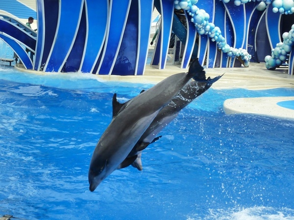 dolphin animal performance