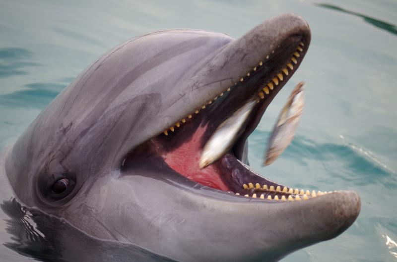  dolphin backdrop picture dynamic eating scene 