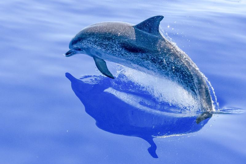 dolphin backdrop picture dynamic joyful swimming scene 