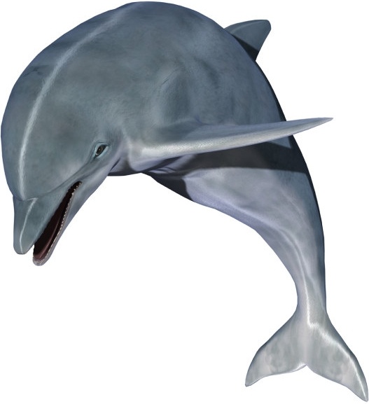 dolphin hd pictures
