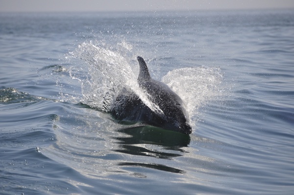 dolphin sea pets