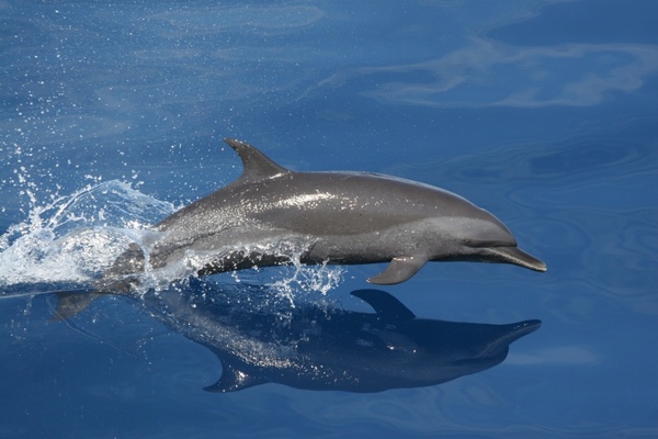 dolphin swimming jumping