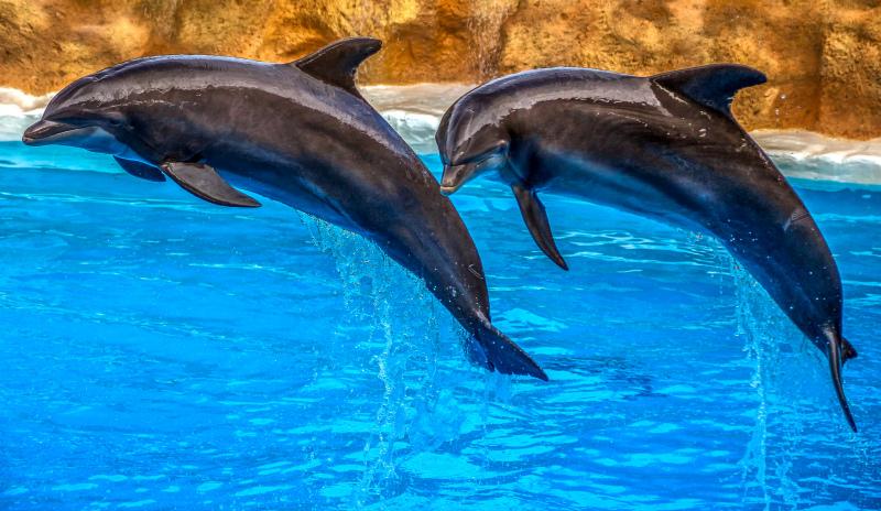dolphins couple backdrop picture dynamic joyful  