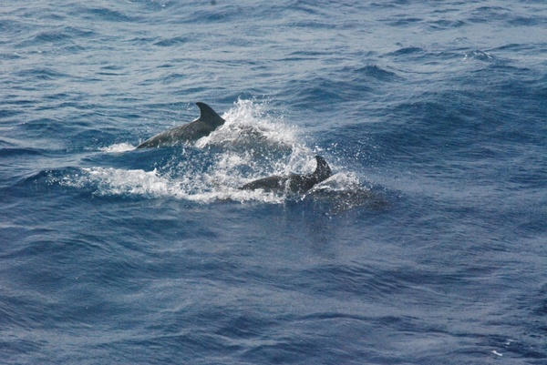 dolphins mammal dolphin