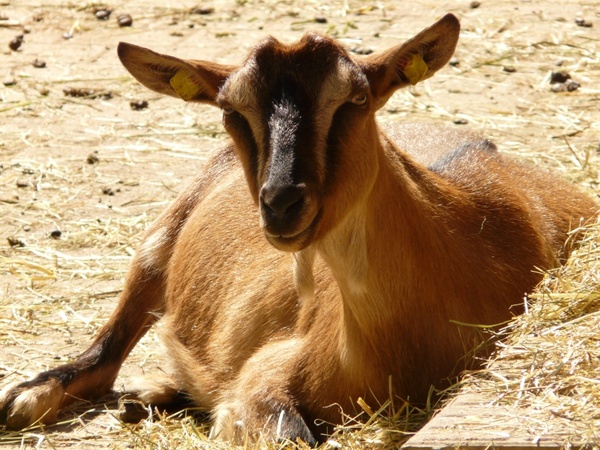 domestic goat goat livestock