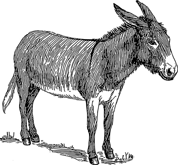 donkey 