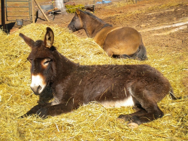 donkey farm brown