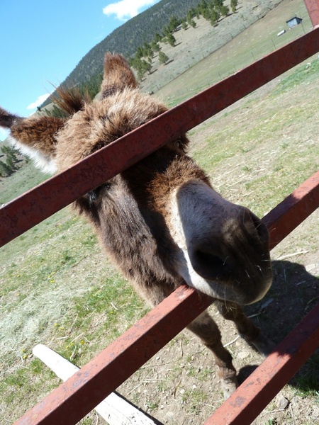 donkey fence animal