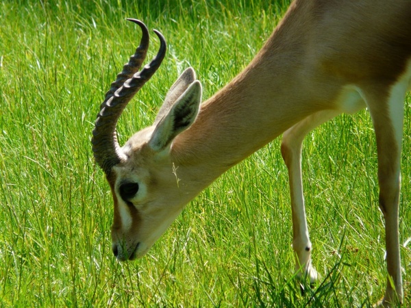 dorcas gazelle gazelle desert animal
