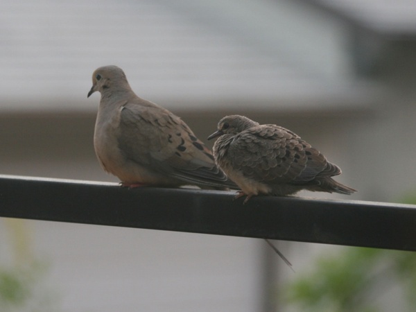 doves on a cool foggy morning