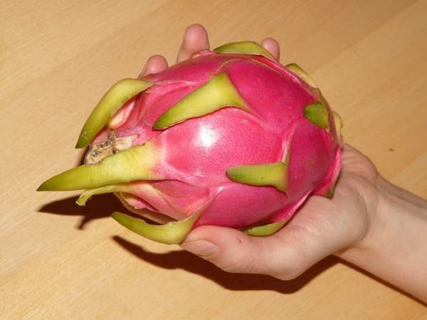 dragon fruit pitahaya pitaya