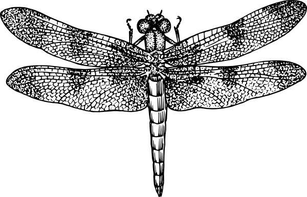 Dragonfly clip art 