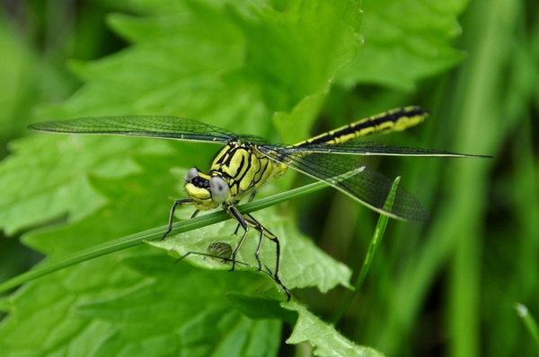 dragonfly insect water