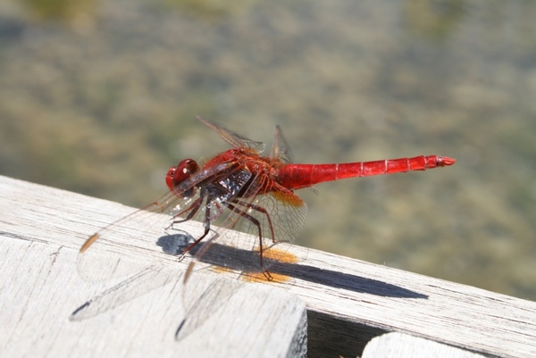 dragonfly insects red dragonfly 