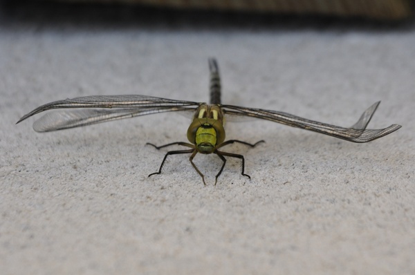 dragonfly parthenope nature 