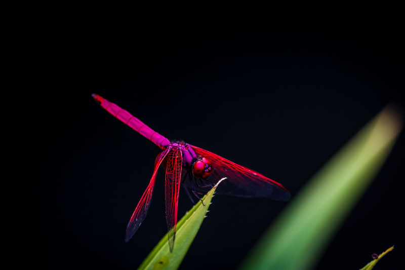 dragonfly picture closeup dark elegance 