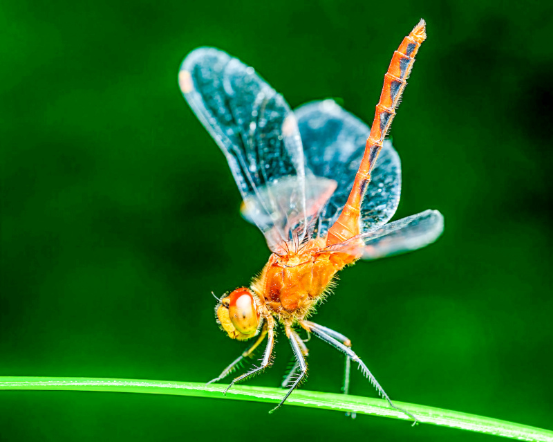 dragonfly picture elegant bright closeup 