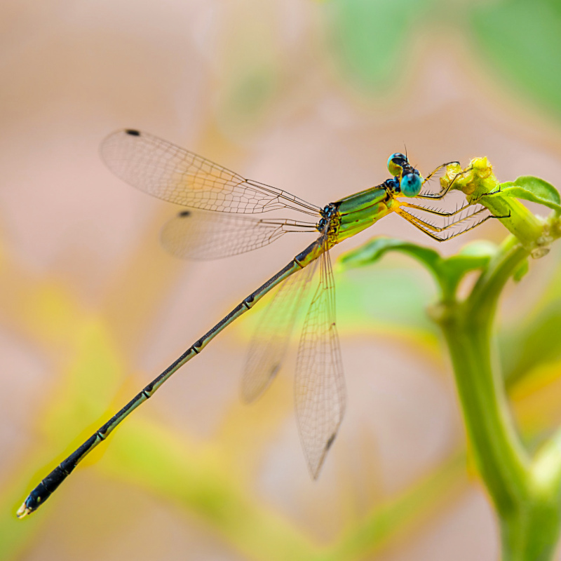 dragonfly picture elegant bright closeup
