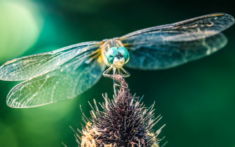 dragonfly picture elegant closeup 
