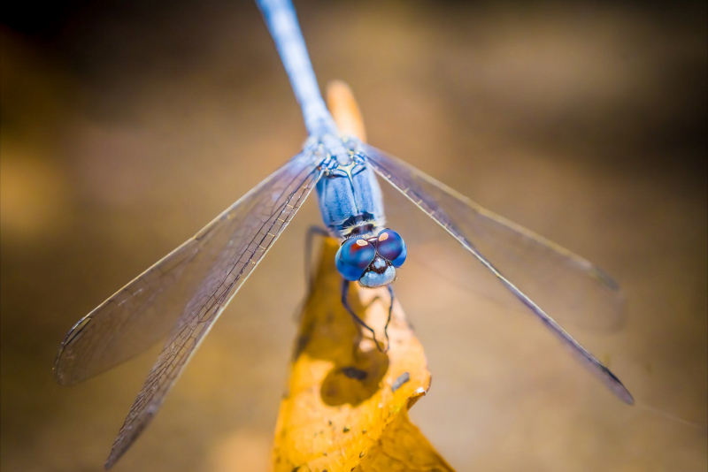 dragonfly picture elegant perching closeup 