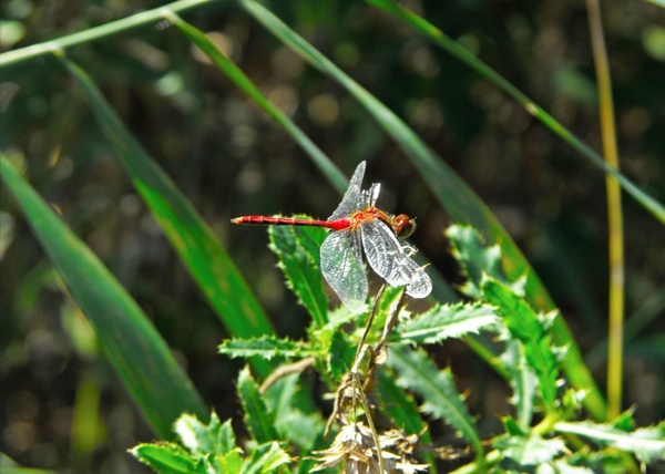 dragonfly red nature