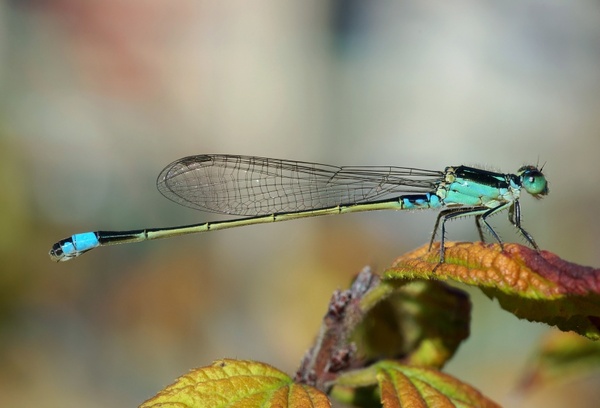 dragonfly senegal-pechlibelle ischnura senegalensis
