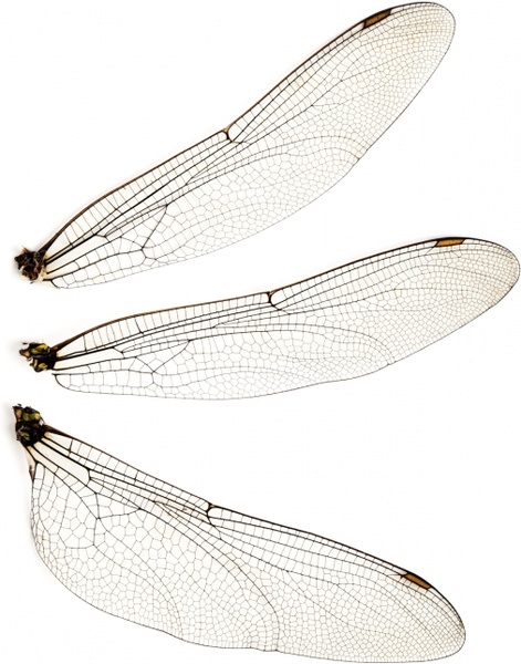 dragonfly wings isolated