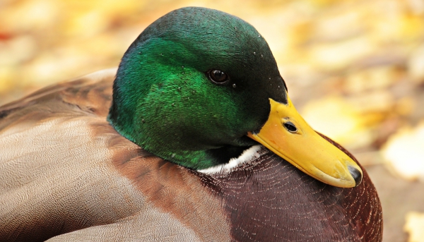 closeup of beautiful duck with green head