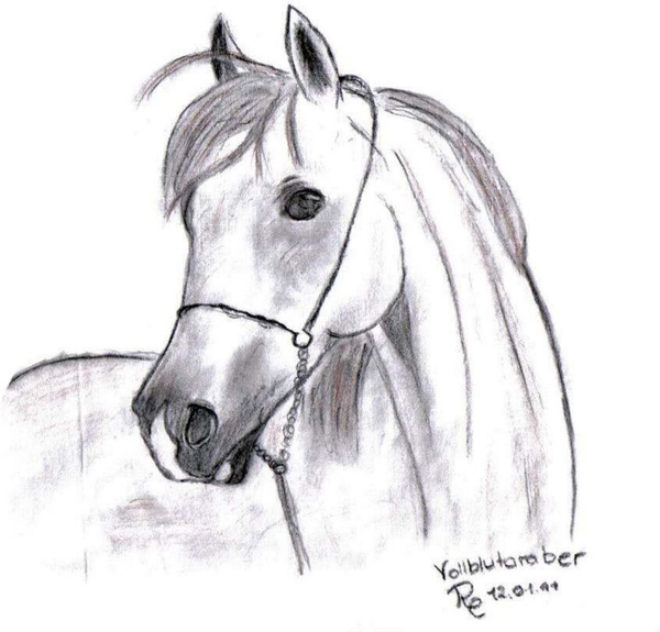 drawing image pony
