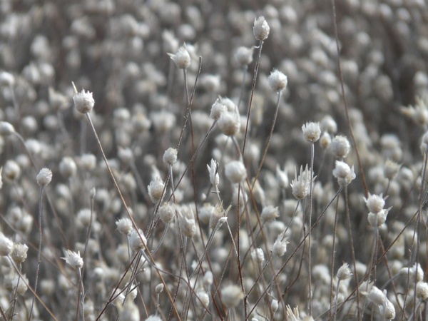 dried flowers white field