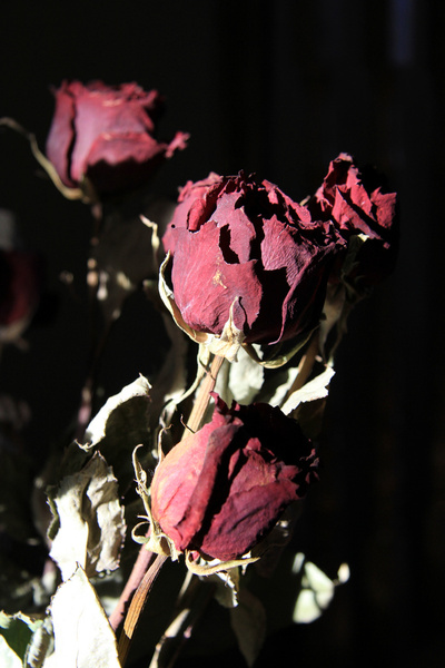 dried roses red