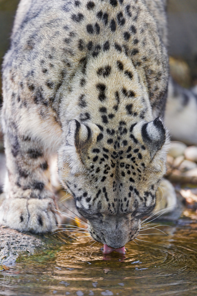 drinking snow leopard