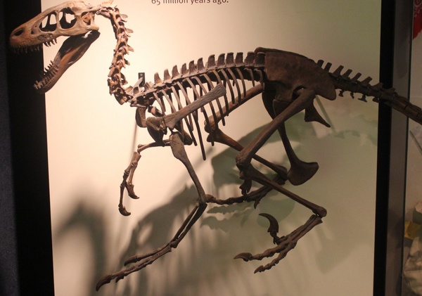 dromaeosaur skeleton