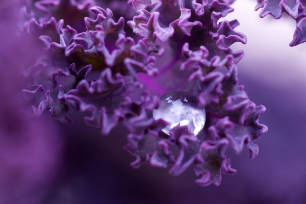 droplet plant flora