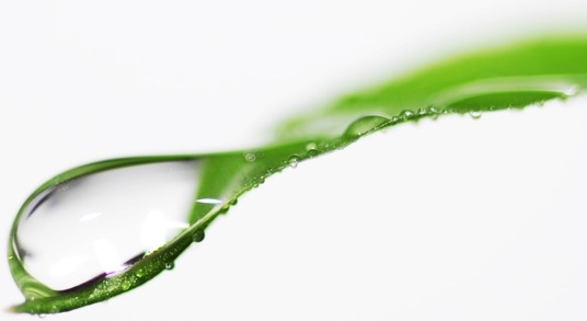 drops of water on the leaves green leaf closeup highdefinition picture