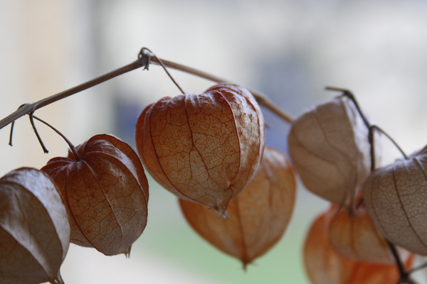 dry physalis at home