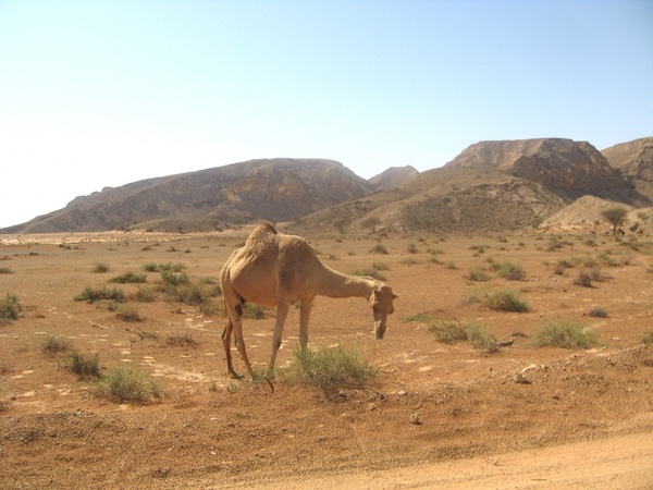 dubai desert landscape