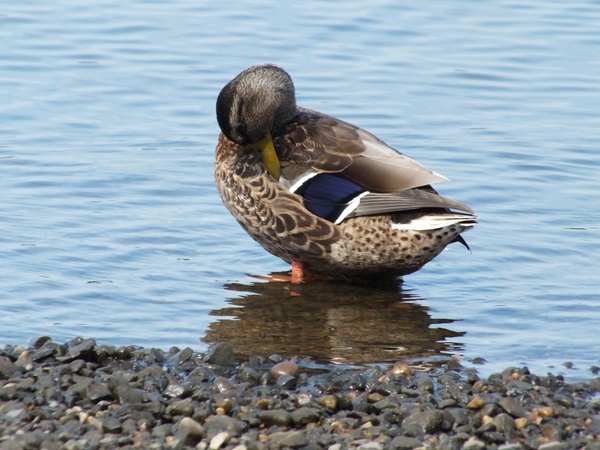 duck female bird