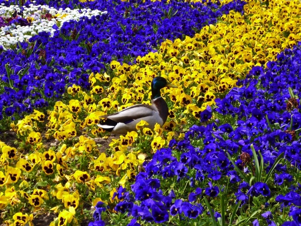 duck flower bed pansy