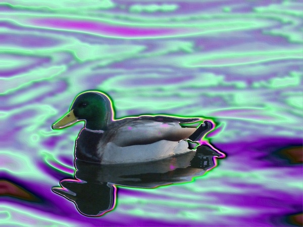 duck graphic