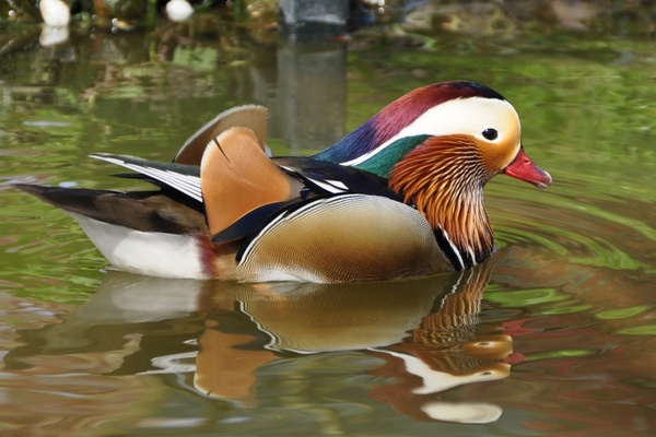 duck mandarin ducks aix galericulata